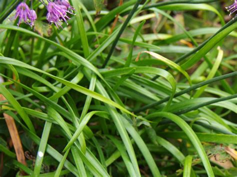 細長葉植物|KsBookshelf 辞典・用語 葉の図鑑 細長い葉・針状の葉・棒状の。